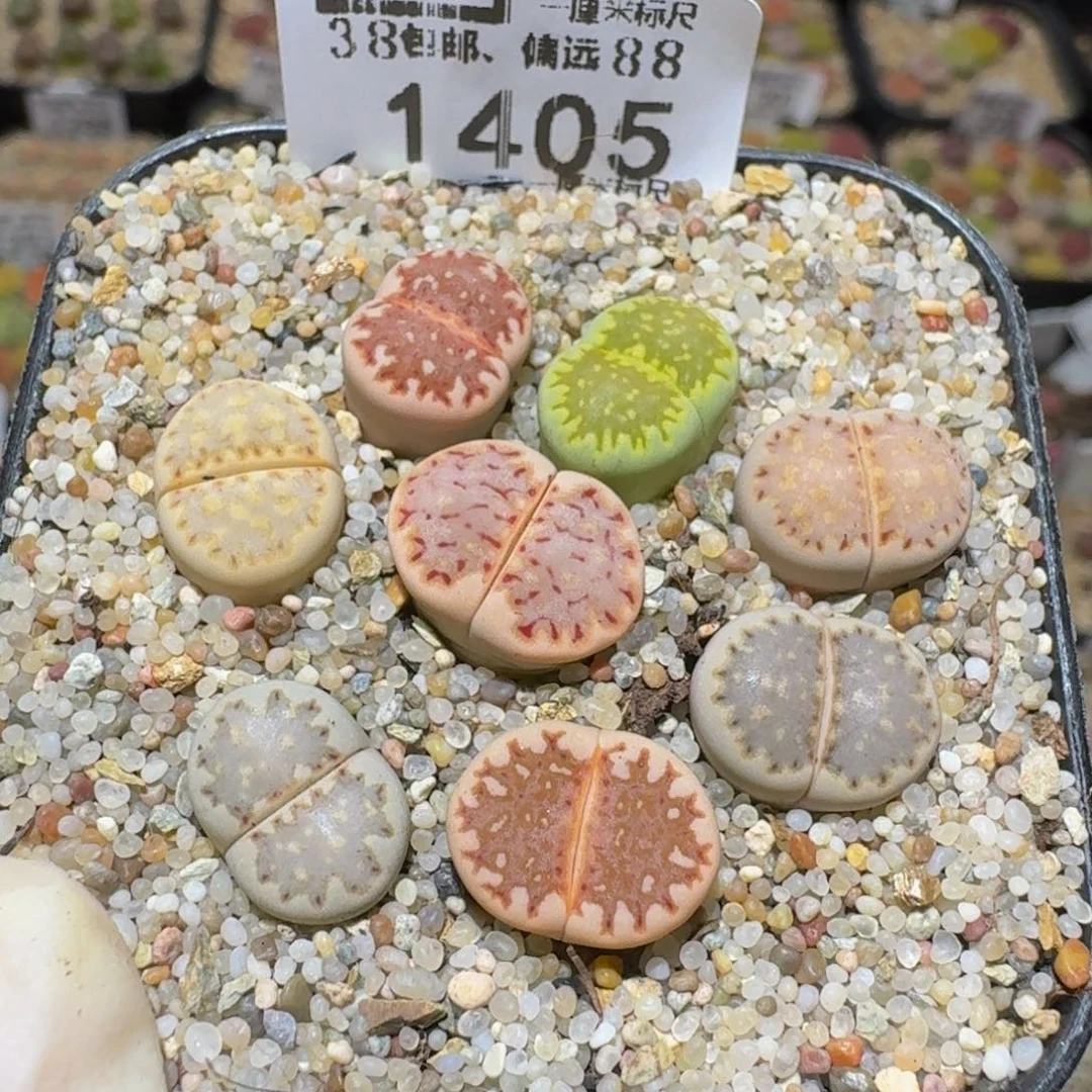 Ssss精品生石花1405