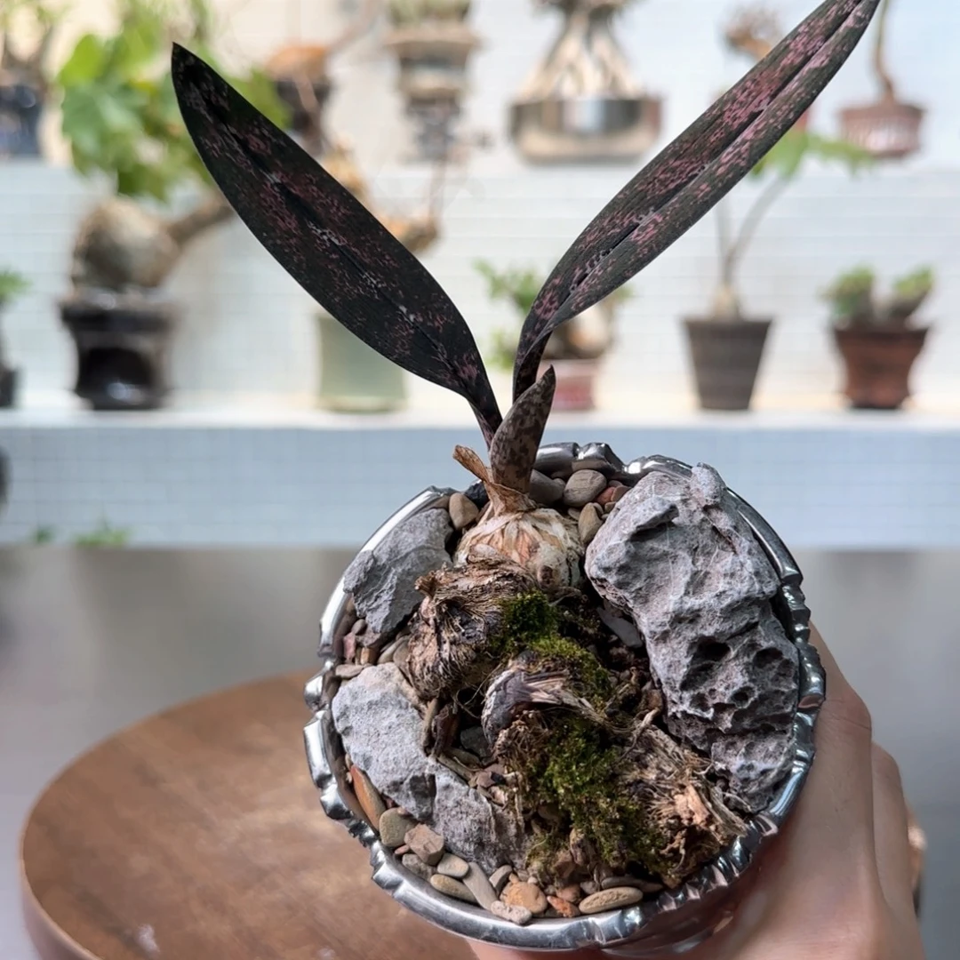 蛇皮兰一物一拍含盆