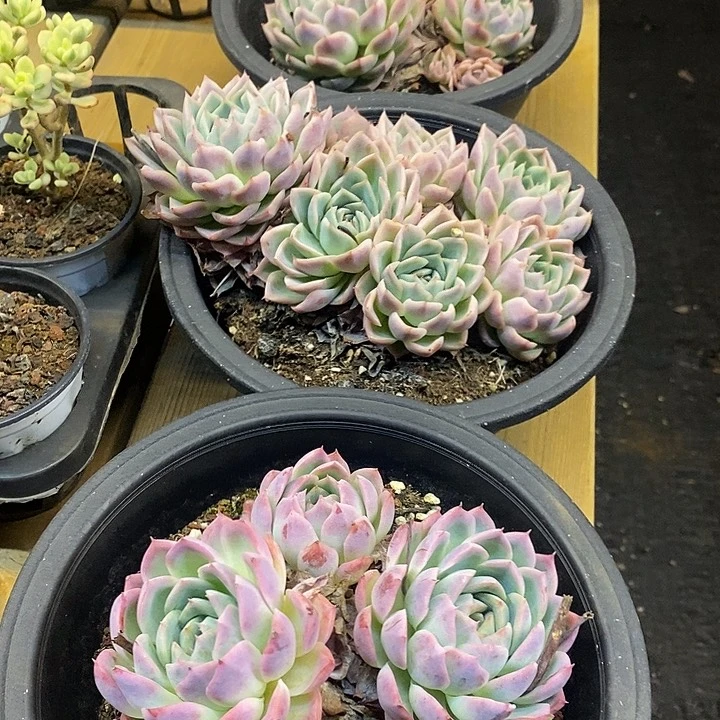 大盆孤星群福利多多