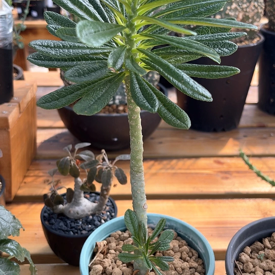 J***@潮流植物 潮流植物