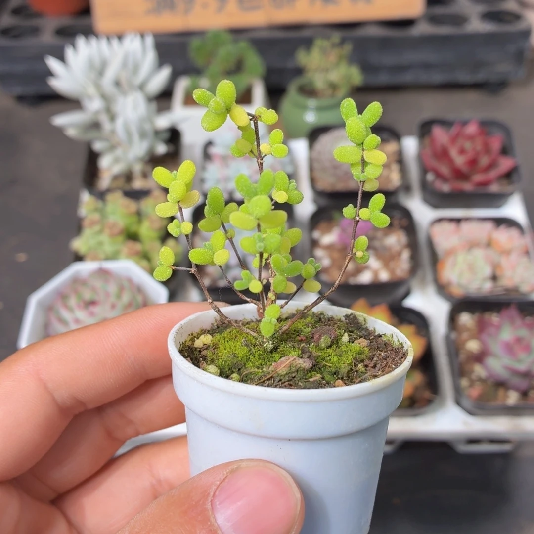 蜜橘糖球多肉9.9包邮发货