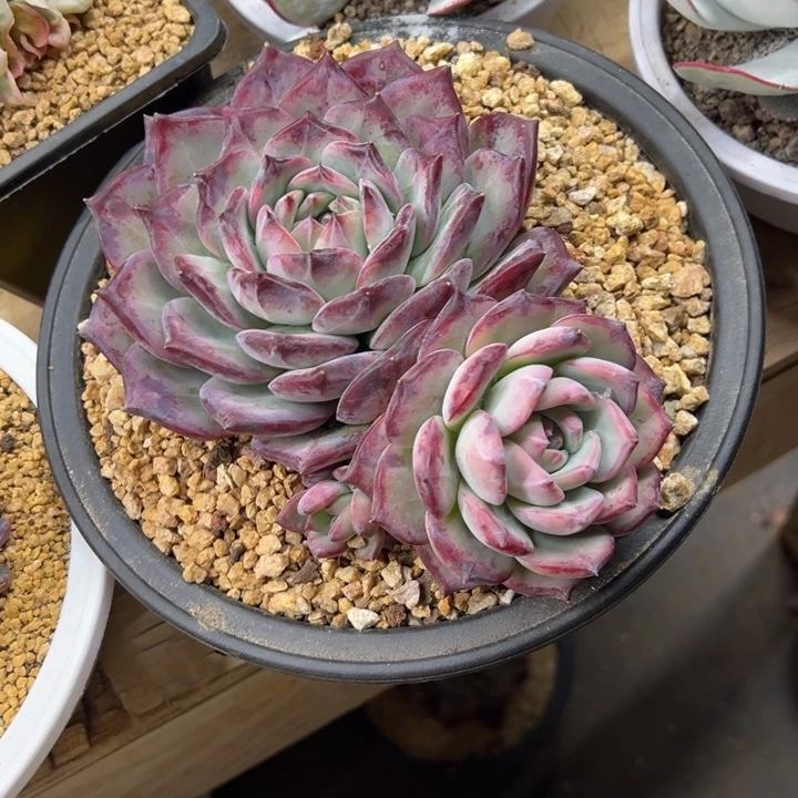 红拉糖 老桩 夏鸣园艺