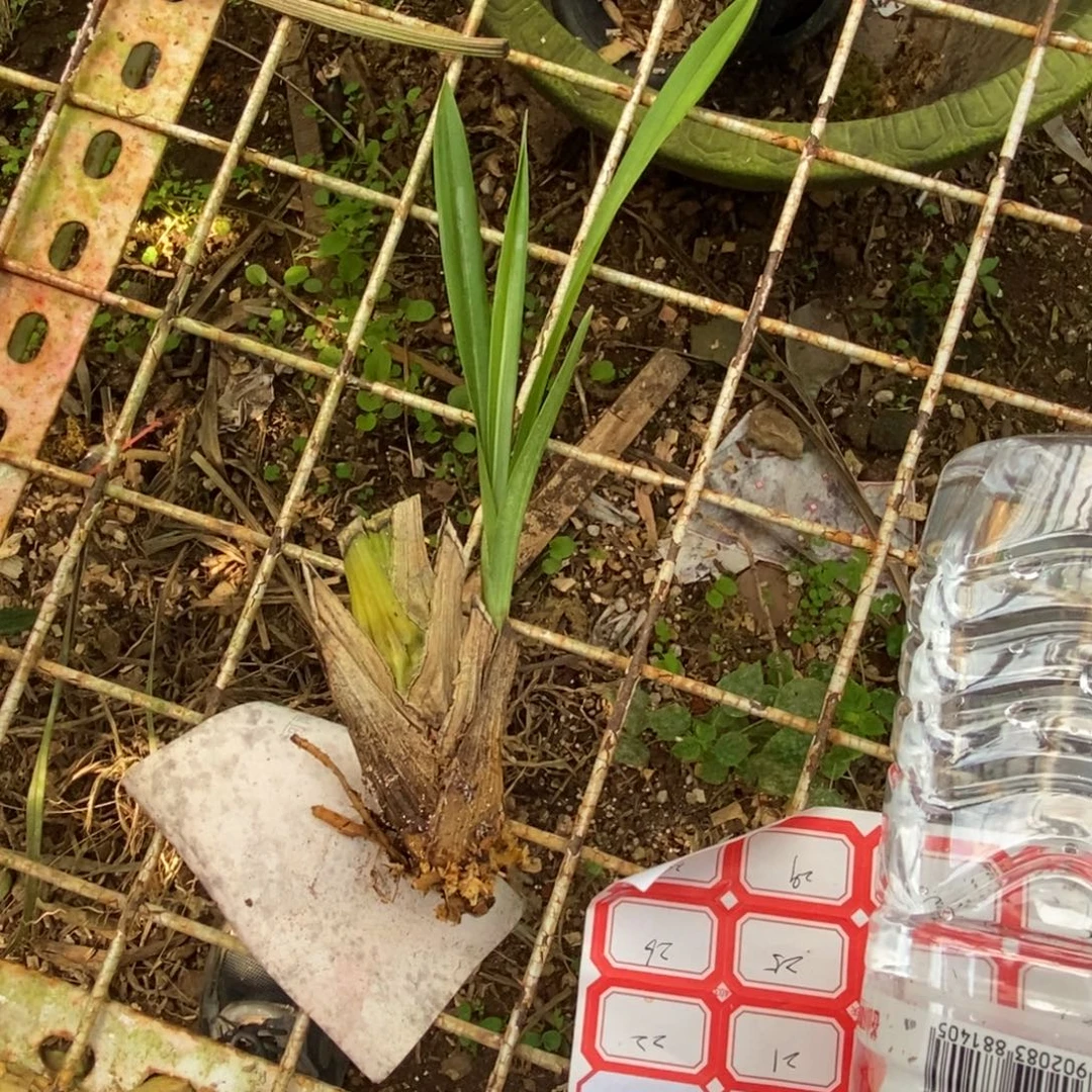 完全开放21艺草老头