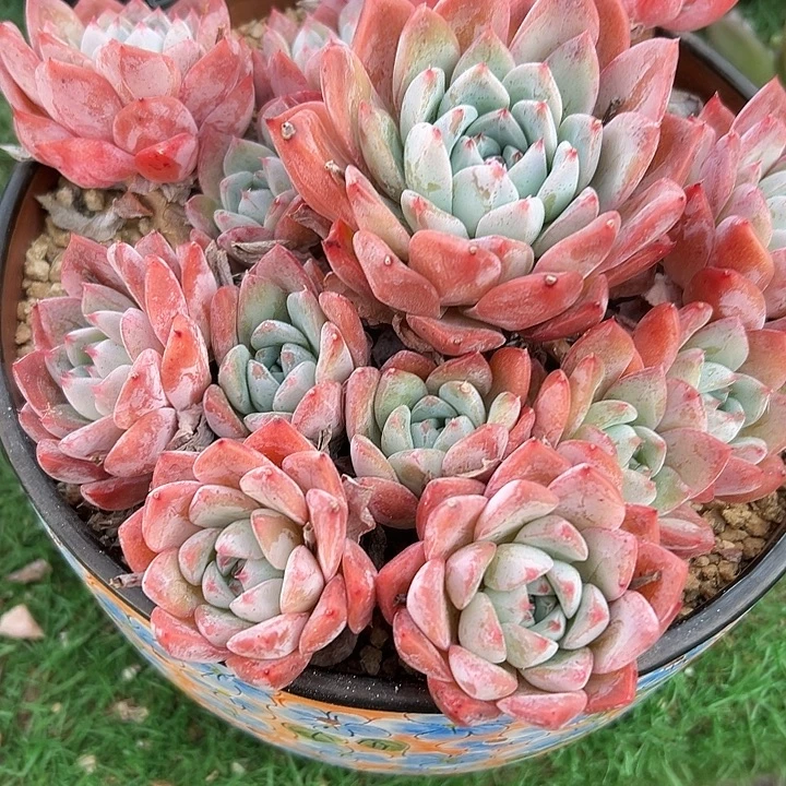 阿尔巴佳人群生多肉