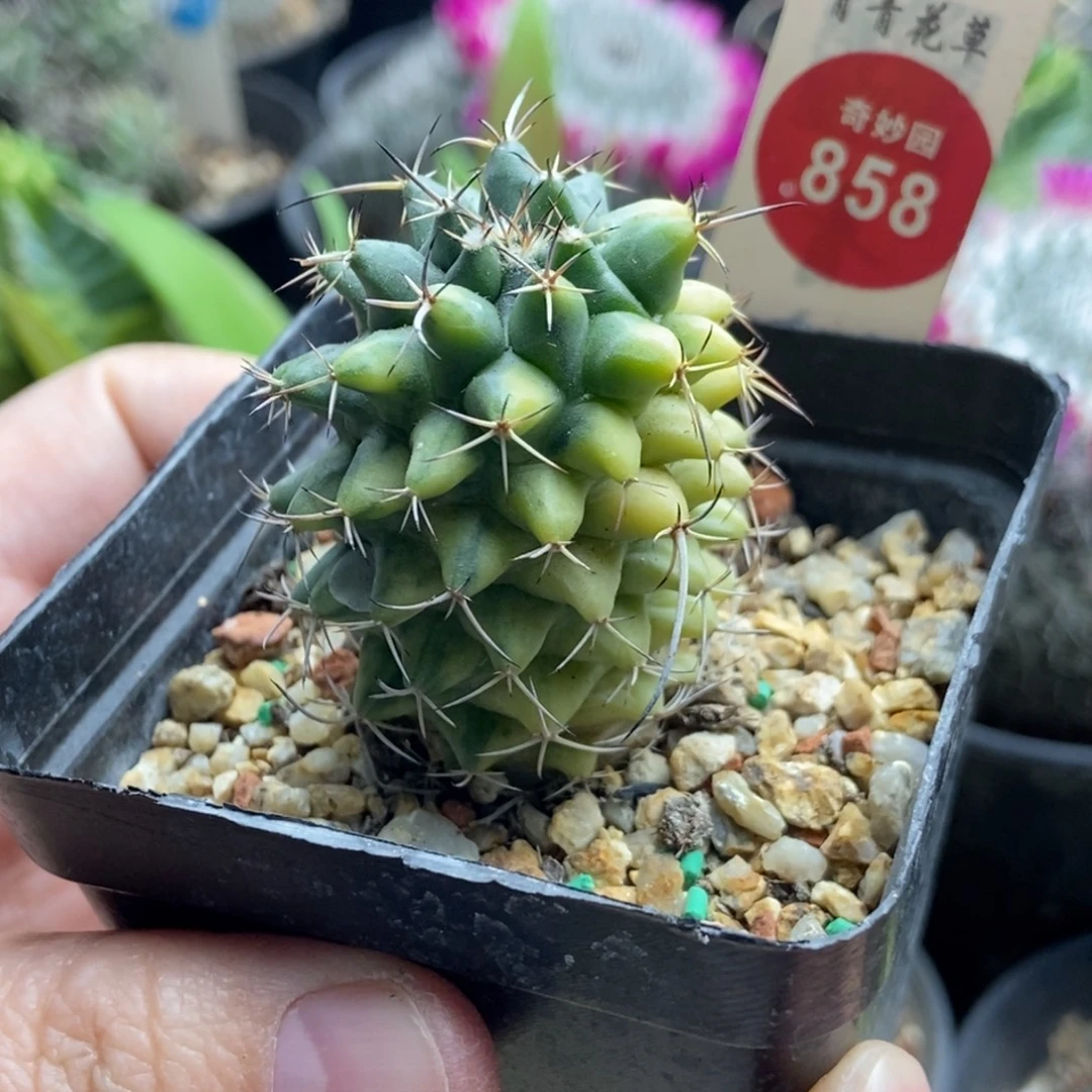 实生瓦格纳乳突锦3.6cm