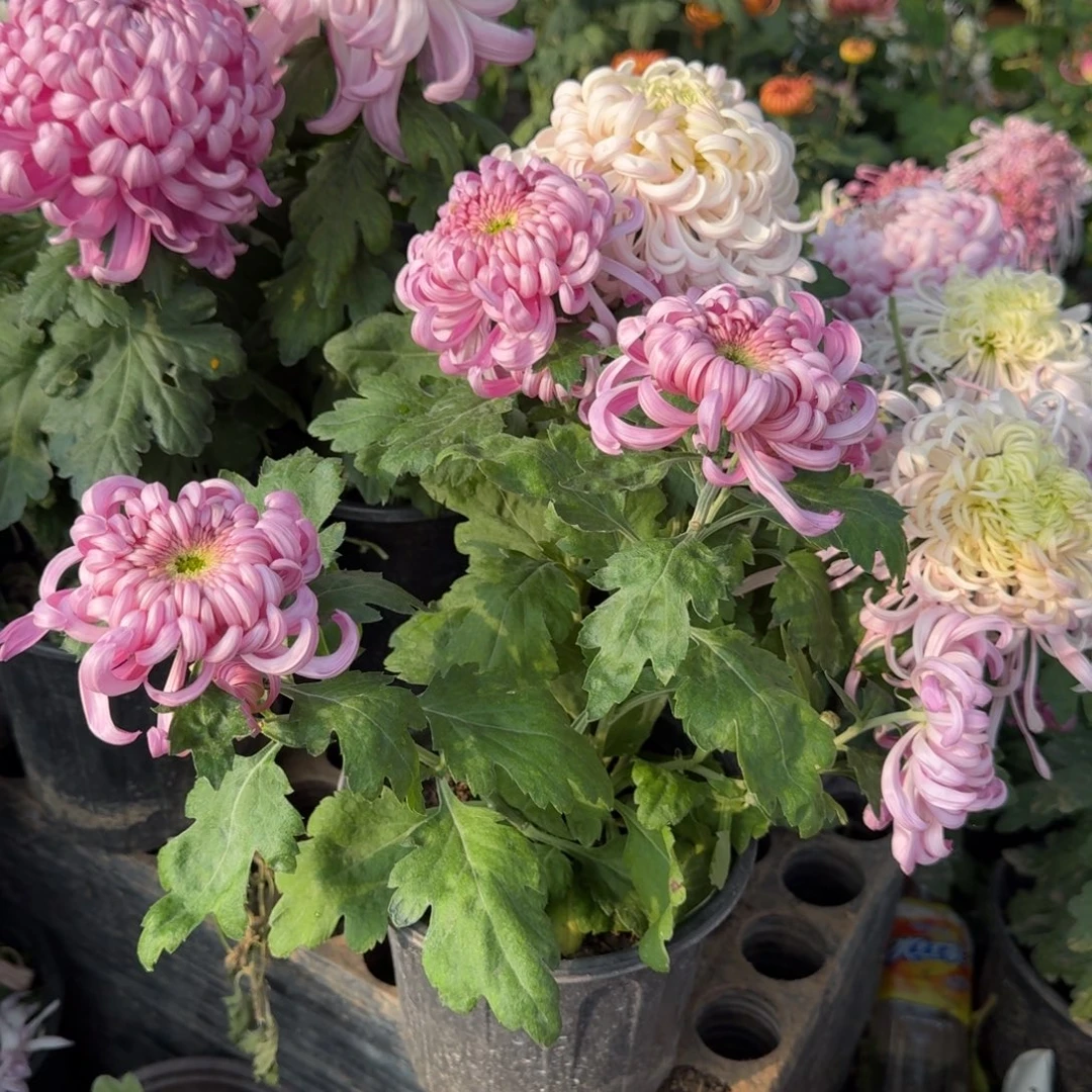 完全开放圣光宝殿