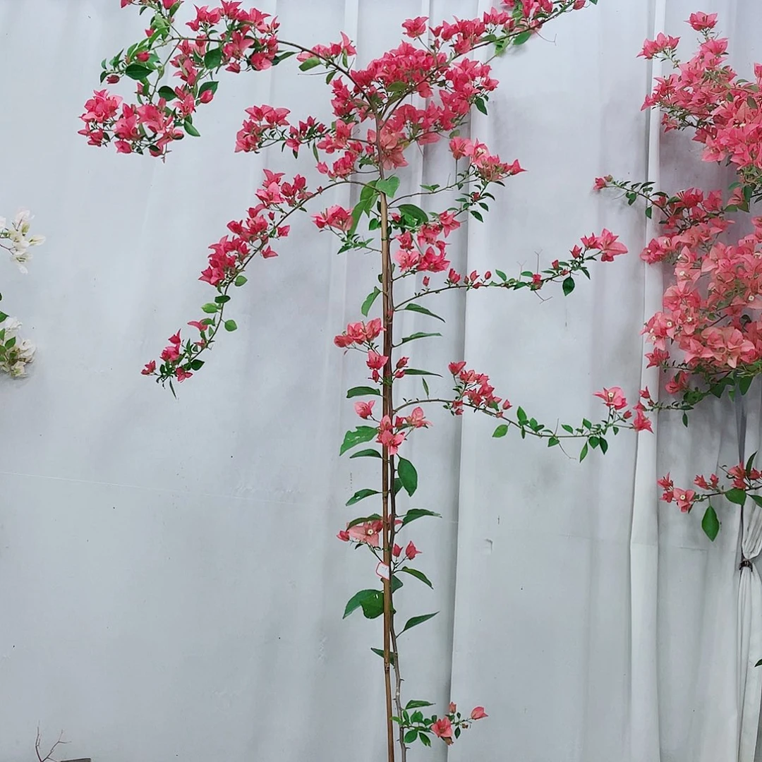 完全开放卡亚塔123