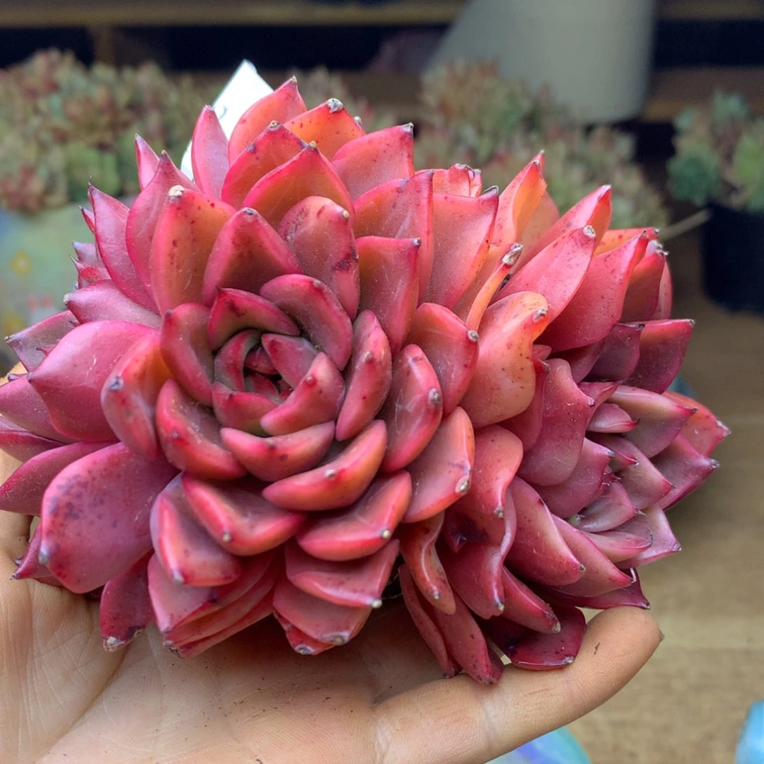 5772杂交精品基地11厘米