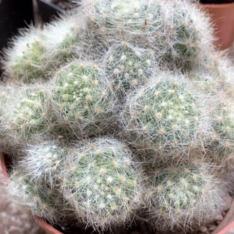 芳香丸仙人球15米仙人球