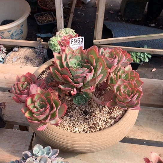 云***羽杂交大群953 退款拉黑需要延时发货