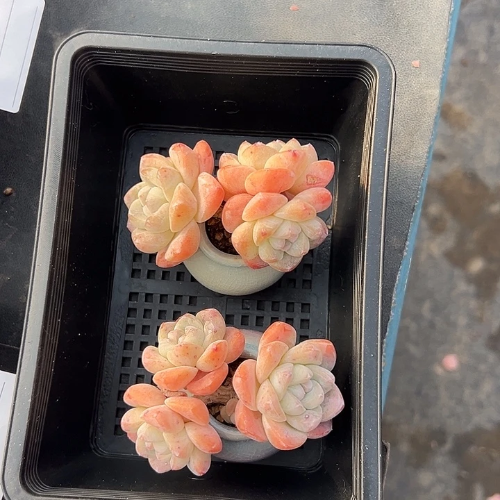 3392，俩个三头粗腿冰玉带盆的