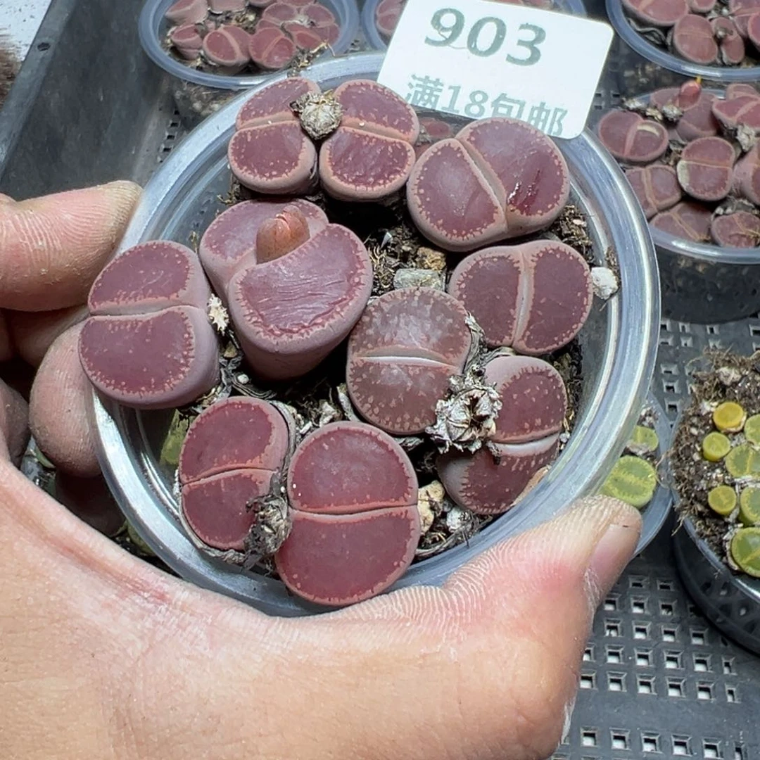 【闪购商品】 903。
