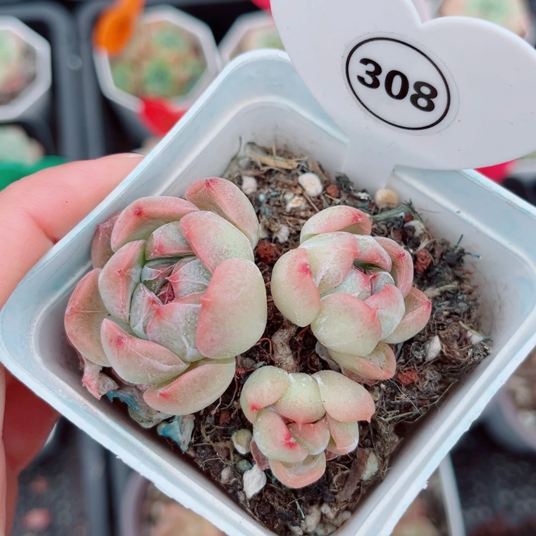 风靡园艺新品珍妮群