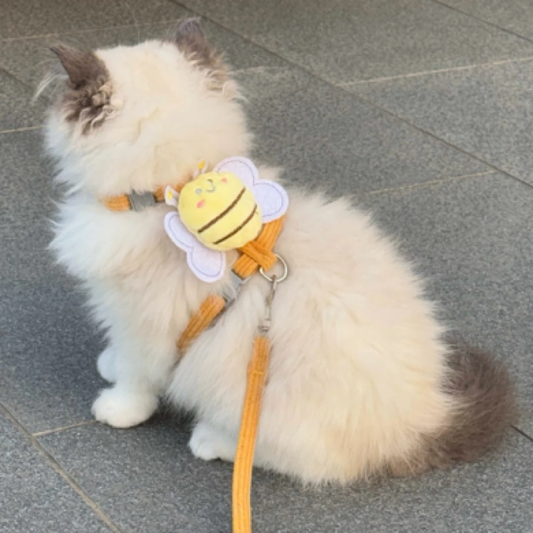 幼猫牵引绳宠物小号小奶猫遛猫绳防挣脱猫咪链子1-3斤工字型背带