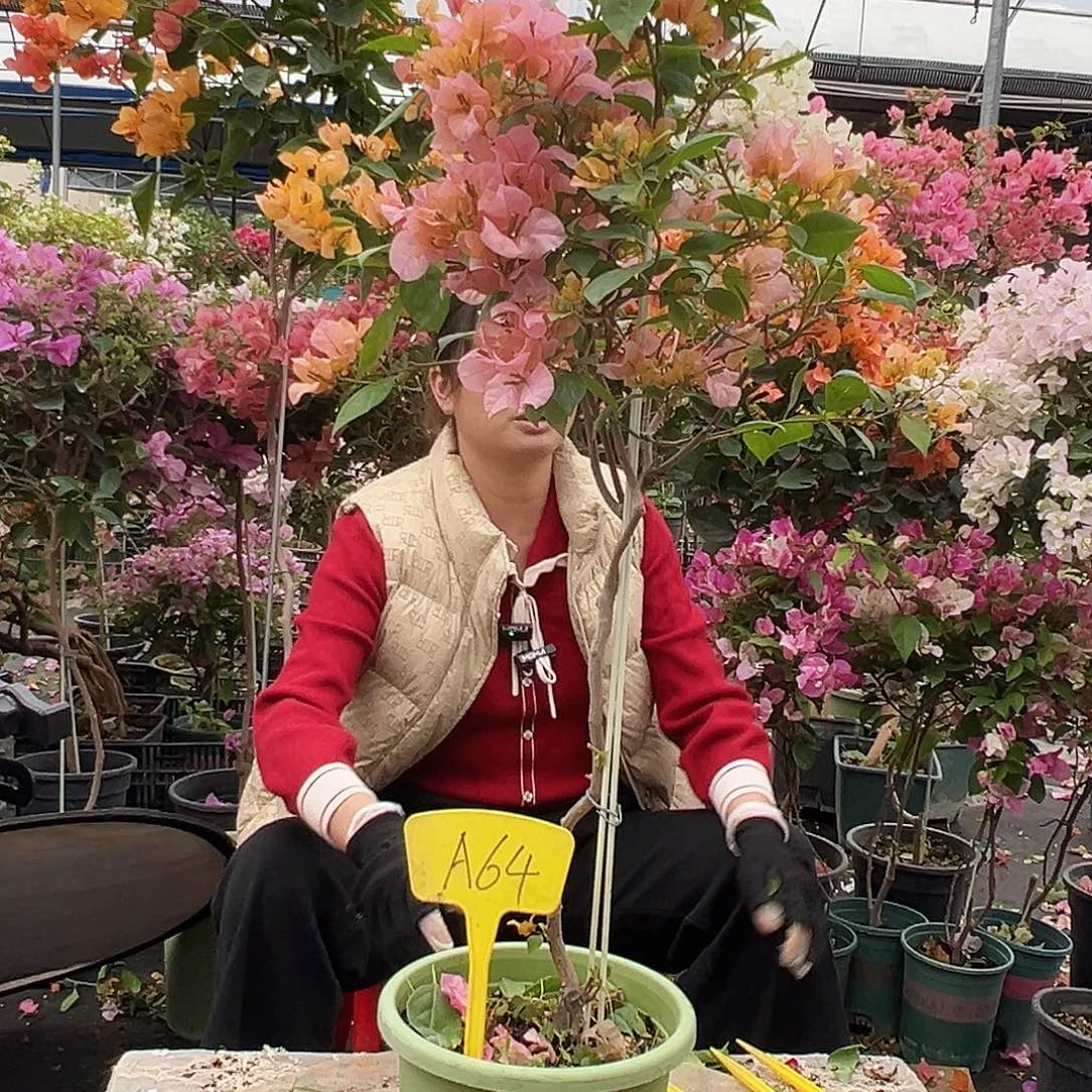 木****大部分花苞少量开放A64金发女郎