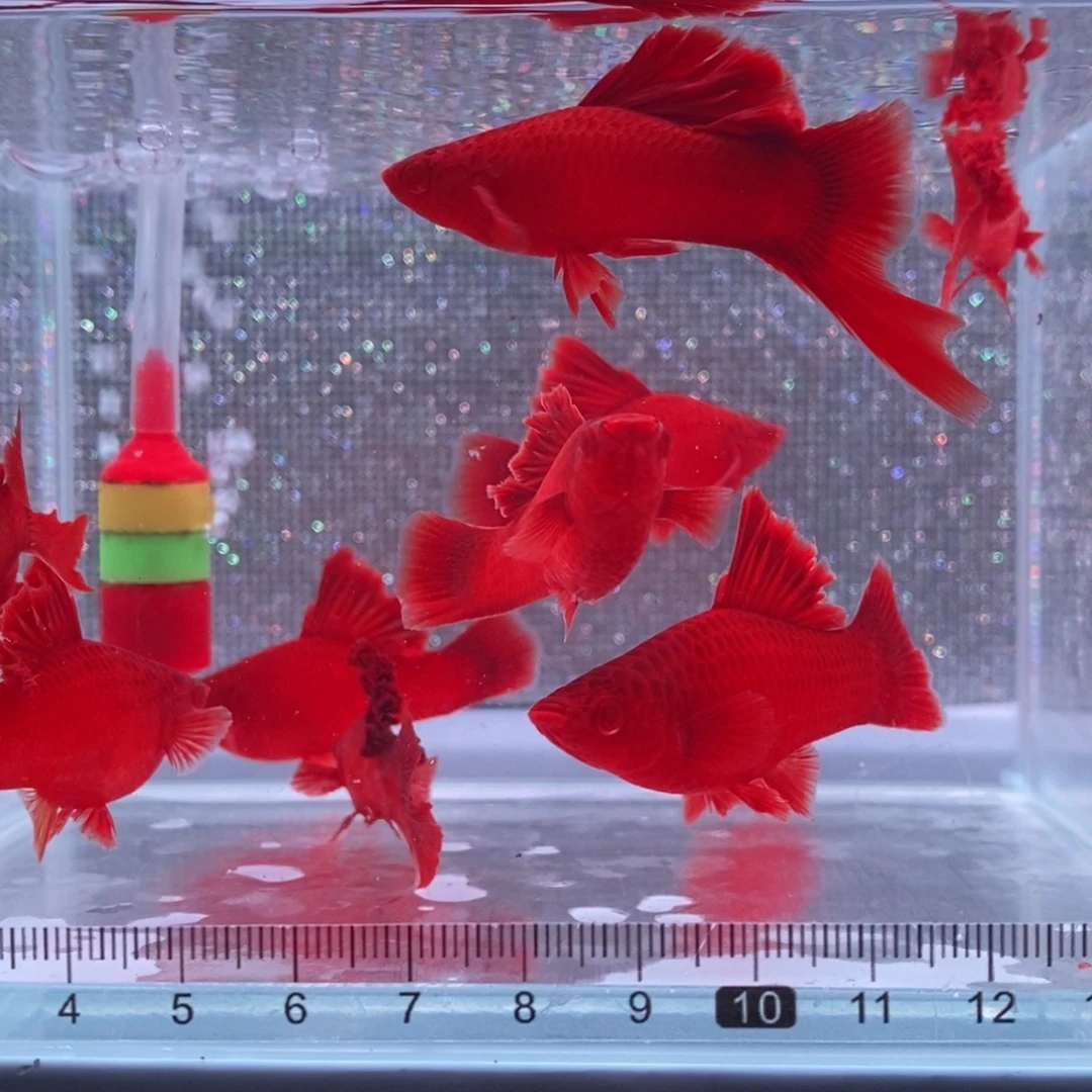 红剑鱼高鳍红剑亚成4刀6母