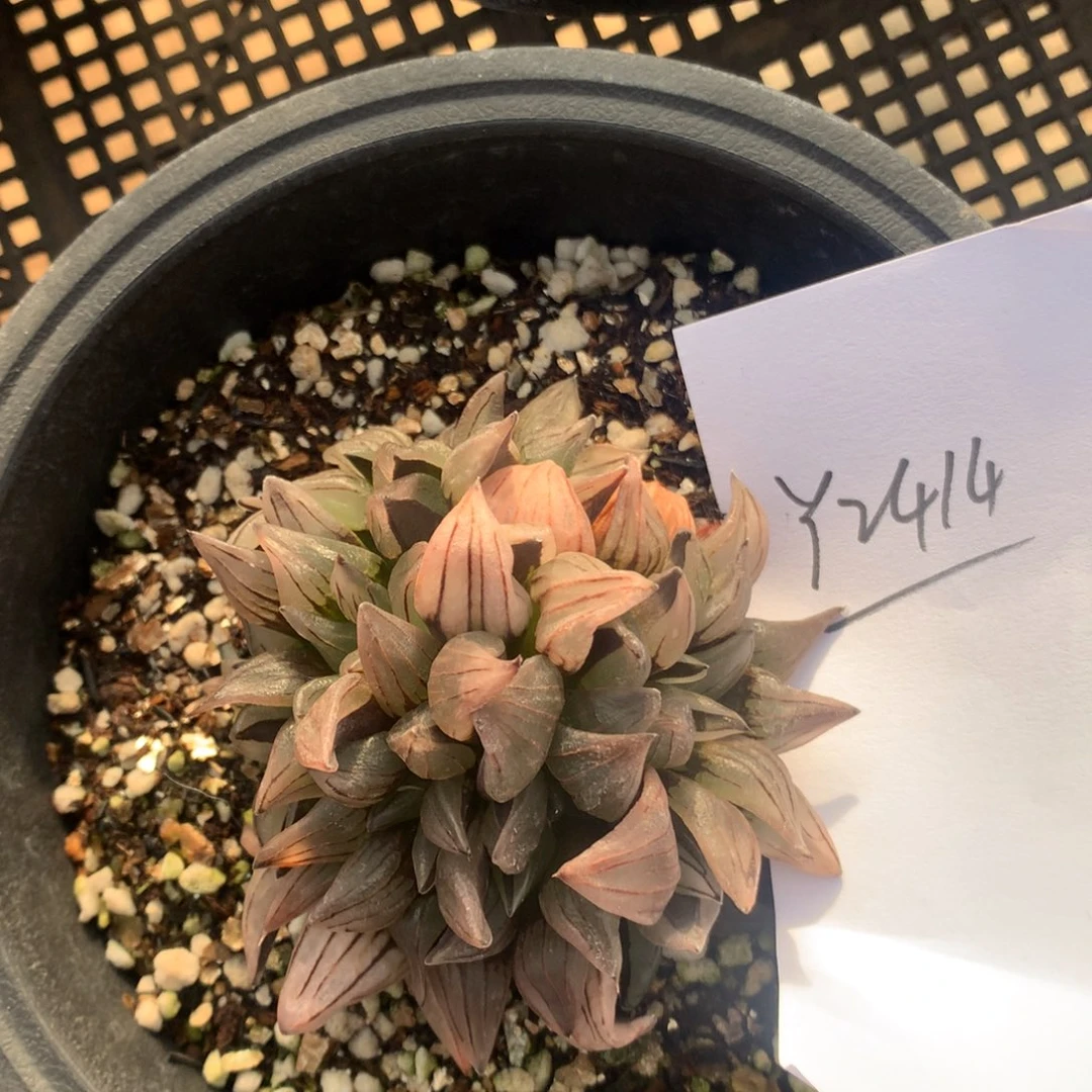 2414。 西瓜寿福利一颗