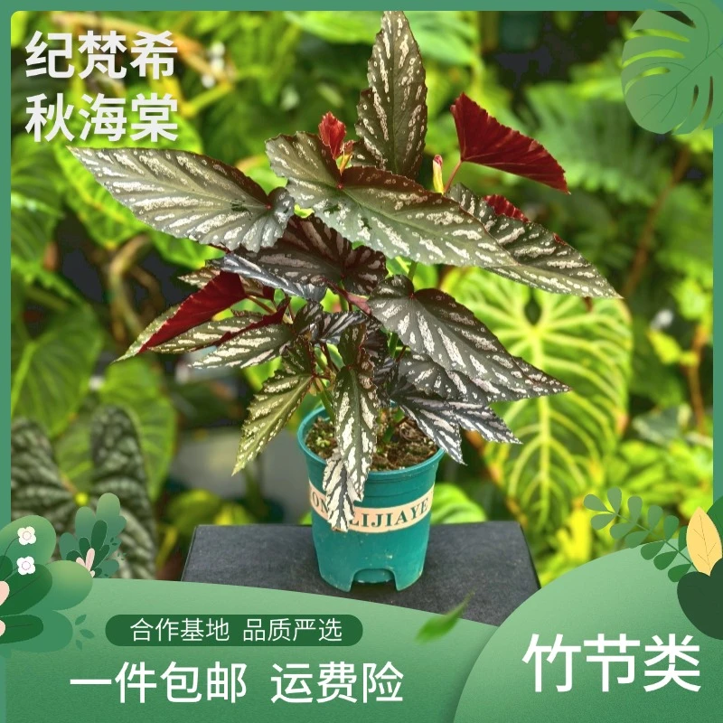 （母本）纪凡西秋海棠竹节类秋海棠室内盆栽绿植观花观叶办公桌盆栽