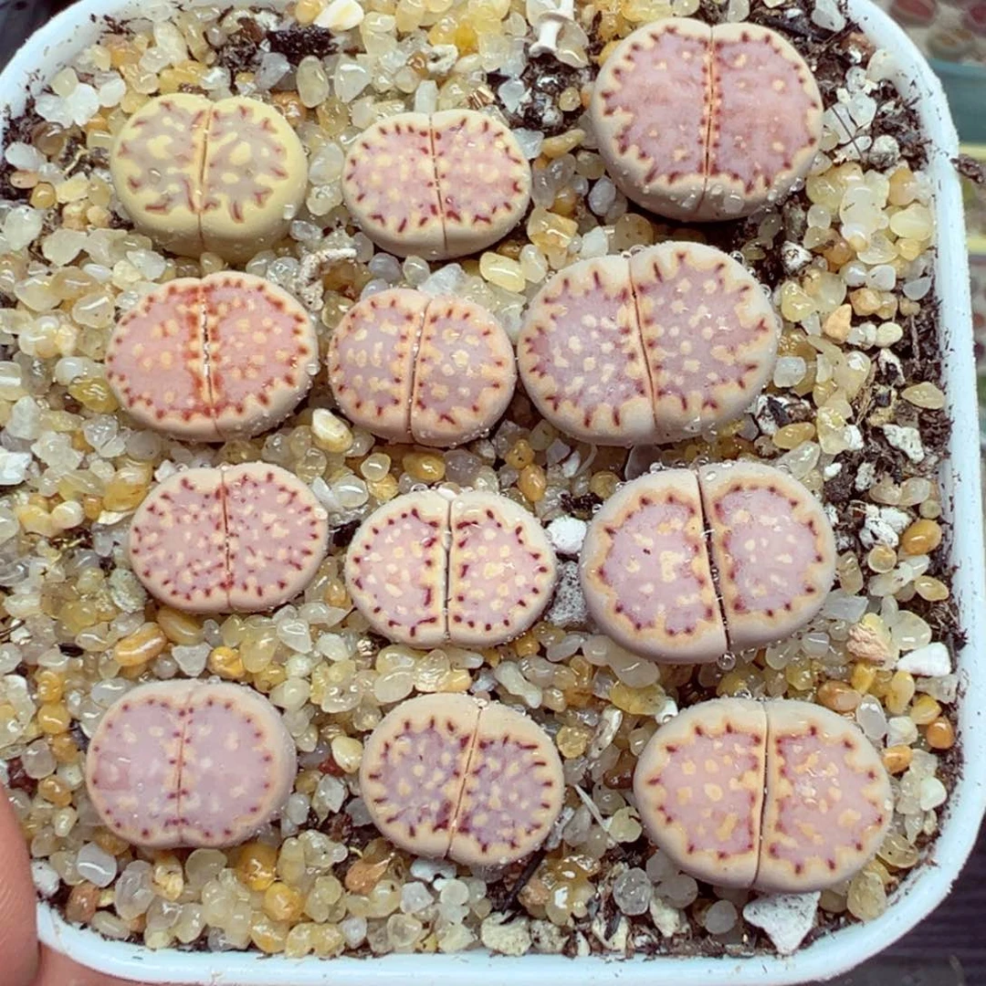完全开放优秀的肉肉620-8
