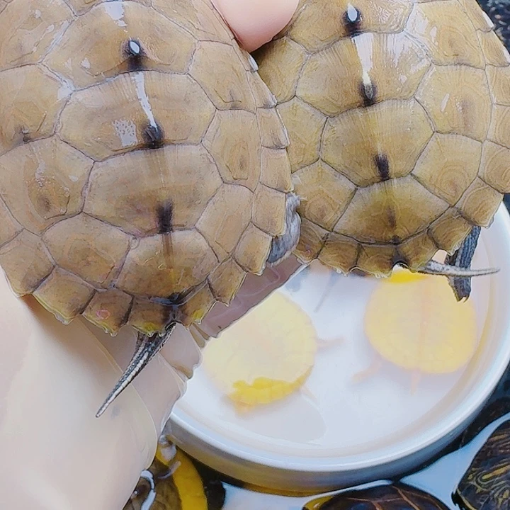 阿***凯绿毛龟母222222222222