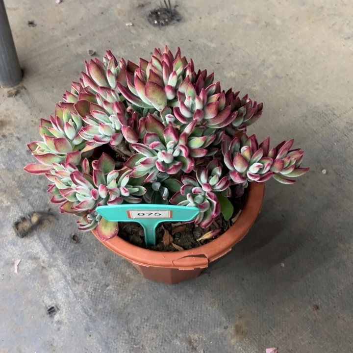 ?****?红兔多肉植物075