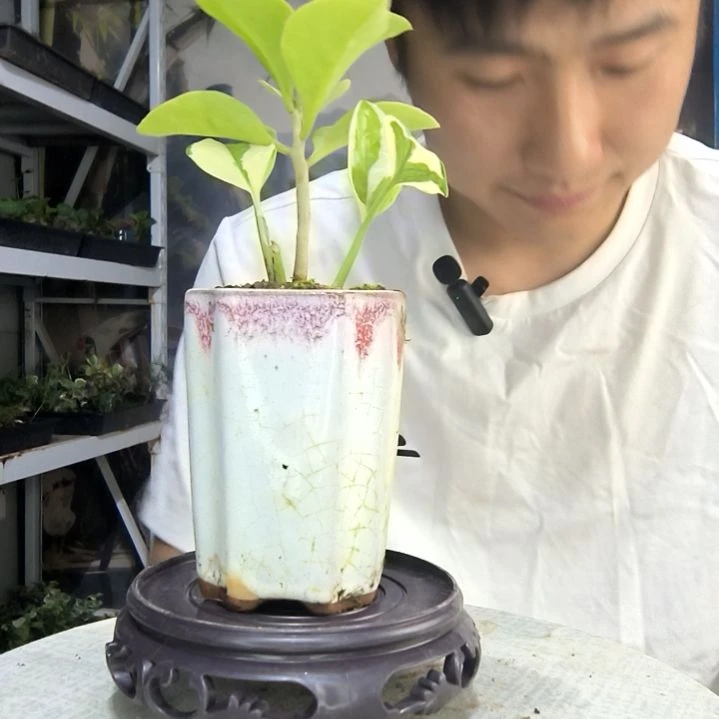 无花朵麦***鸡中青园艺97