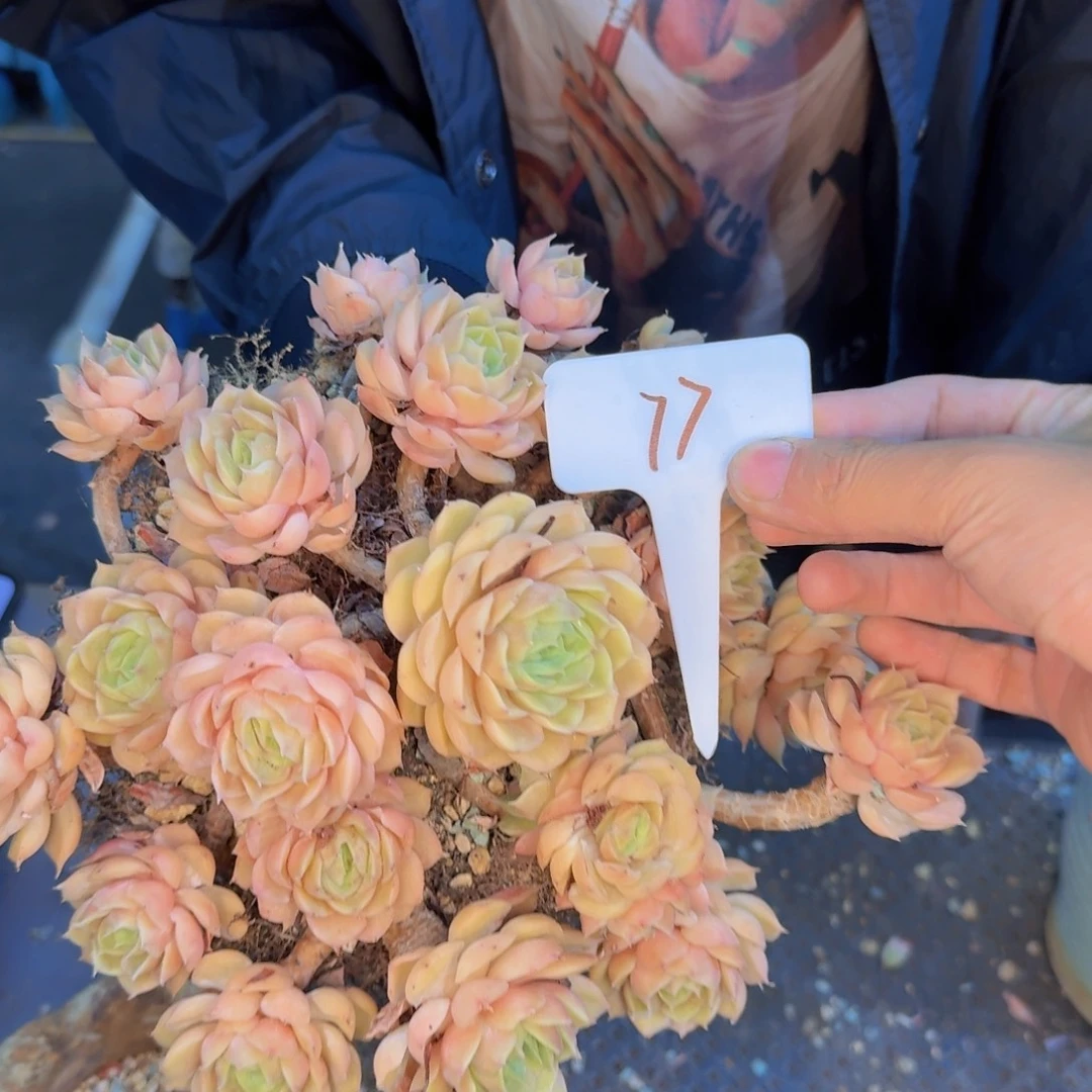 ****蒚多肉植物的生长发育和