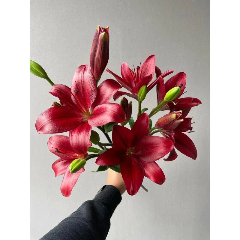 黑贝壳亚百合[无香型]（两单空运）