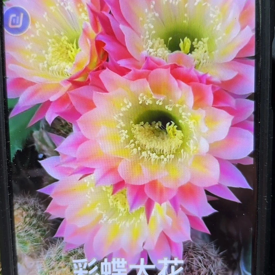 彩蝶彩侧牙20包邮仙人球37