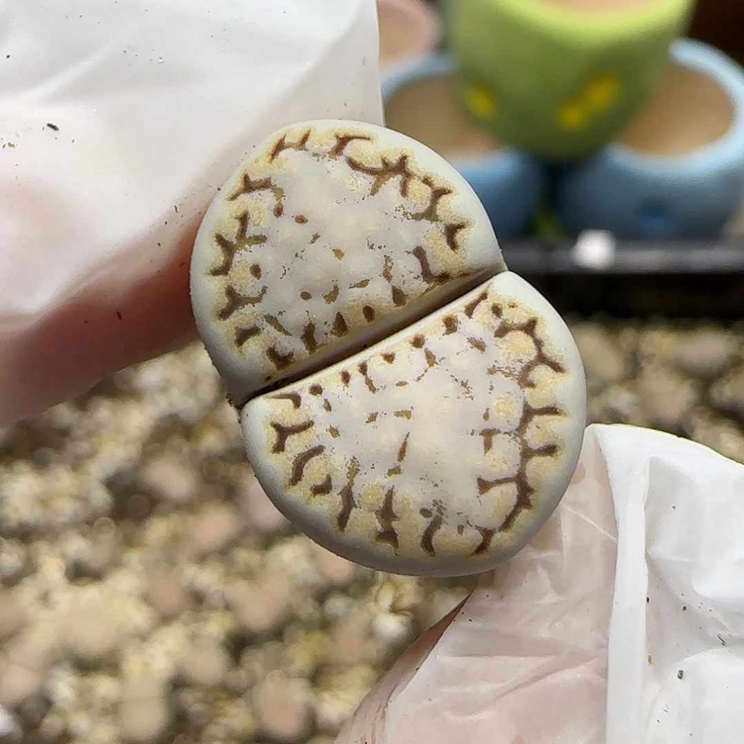 11.22.1621.6糖霜饼干.9020尺寸1.85cm