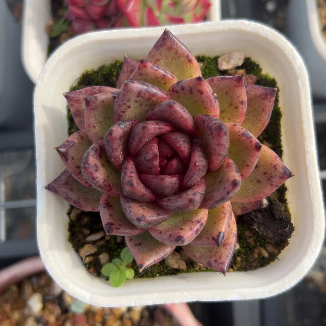 黑水晶精控多肉一物一拍