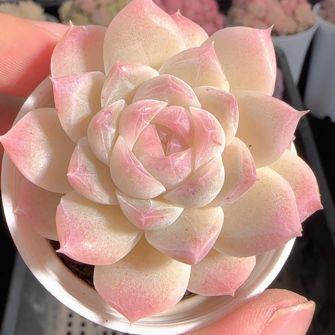 多肉0102-54白桃汽水