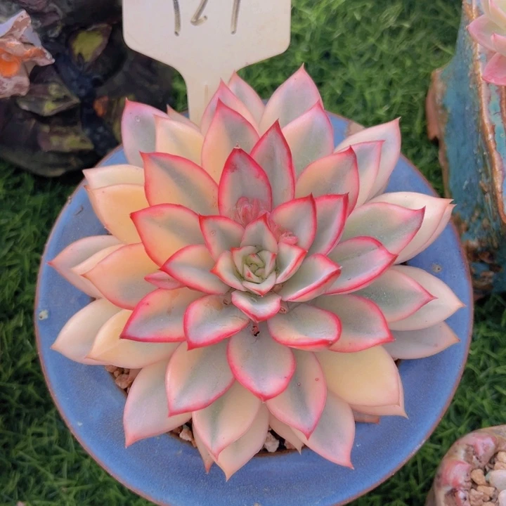 健健康康平平安安