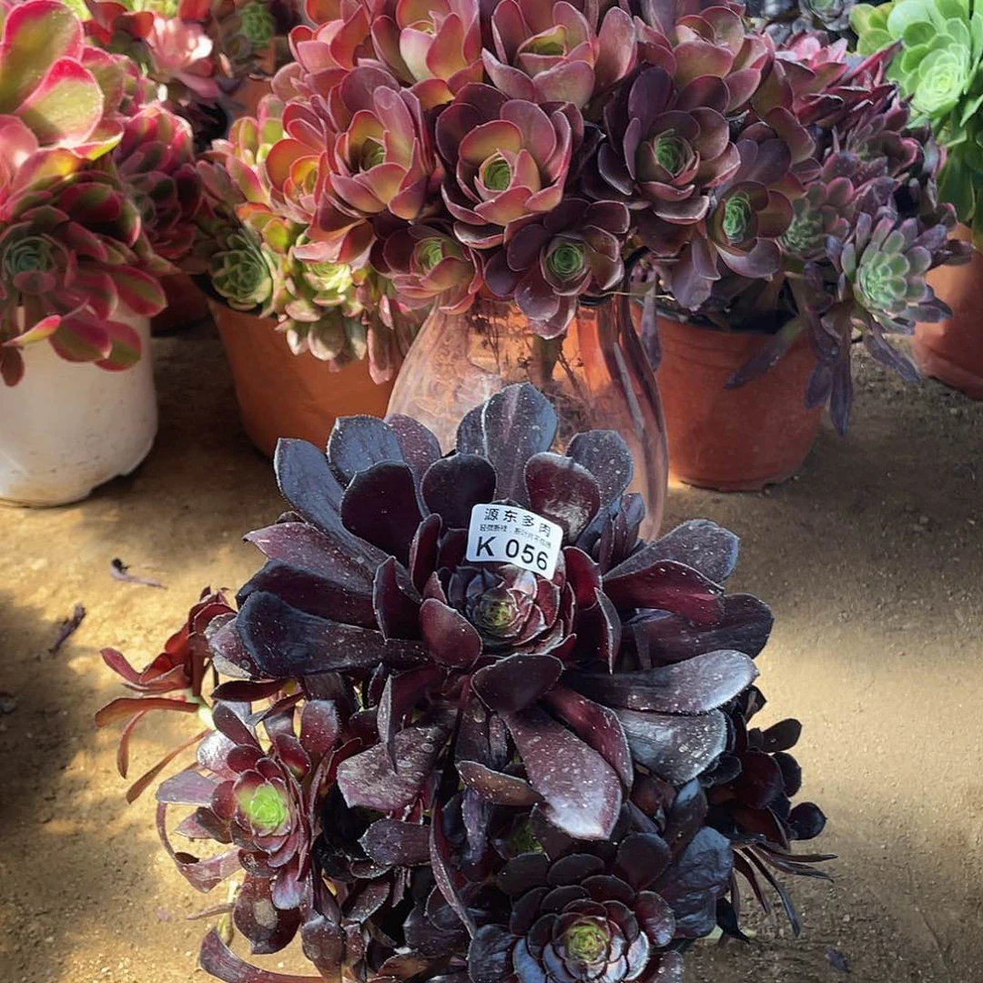 056墨颜多肉法师断枝不包