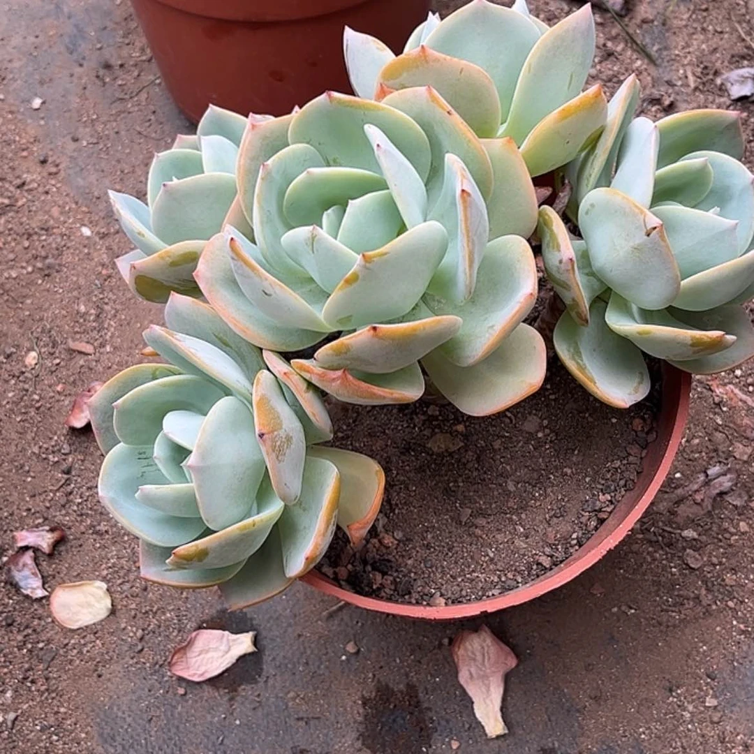 【闪购商品】无花朵大****饰