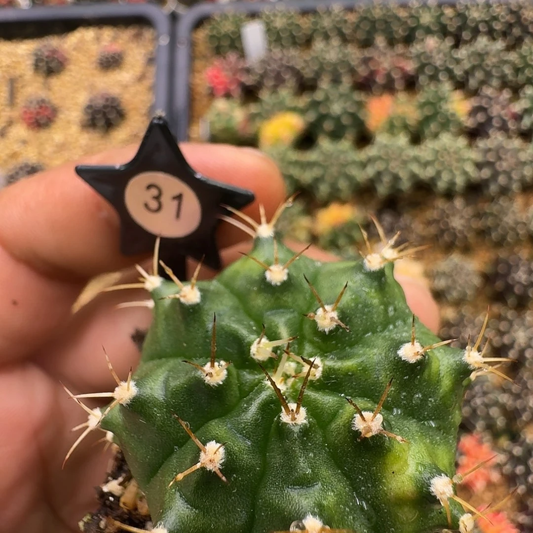 米***修米哈诺维奇仙人球31