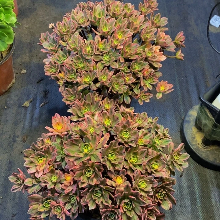 两盆多肉断头不包1321