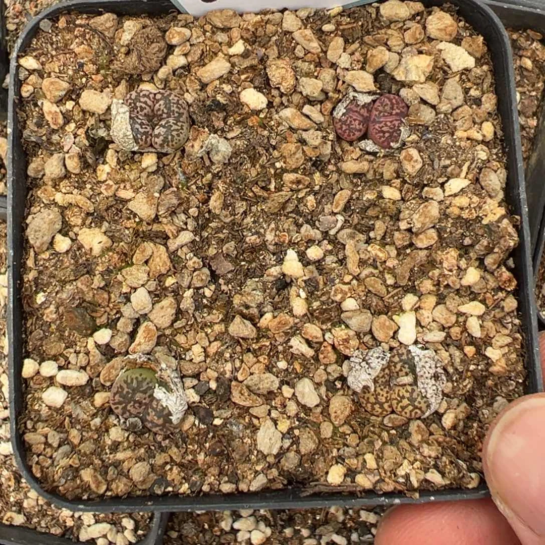 5-203肉锥多肉植物,
