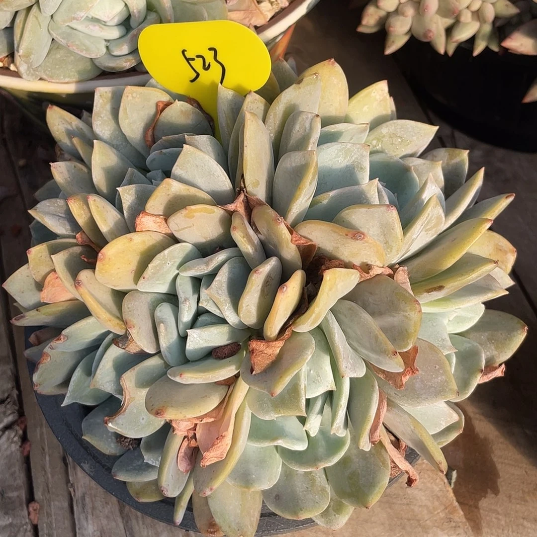 雪特群生多肉植物523