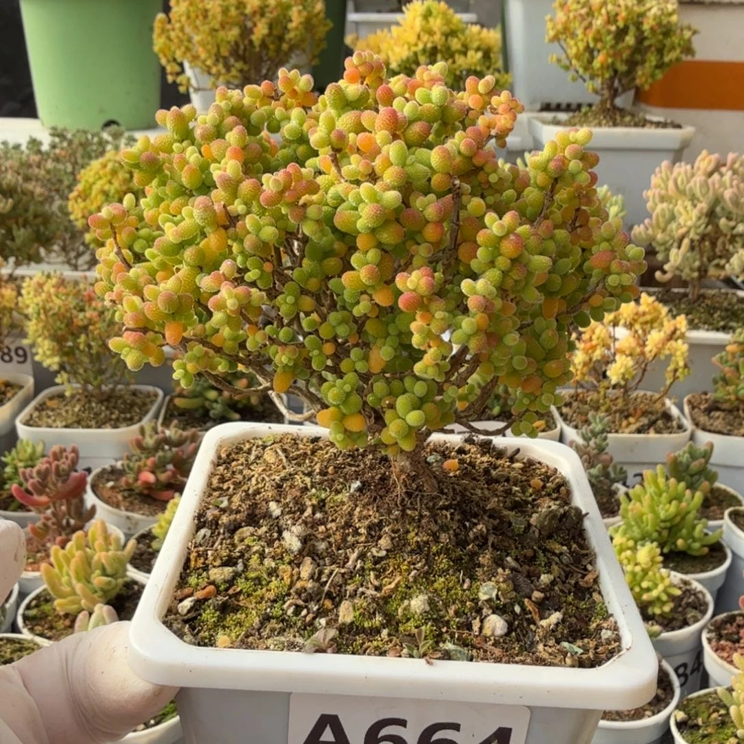 A664金桔尺寸9.8厘米福利