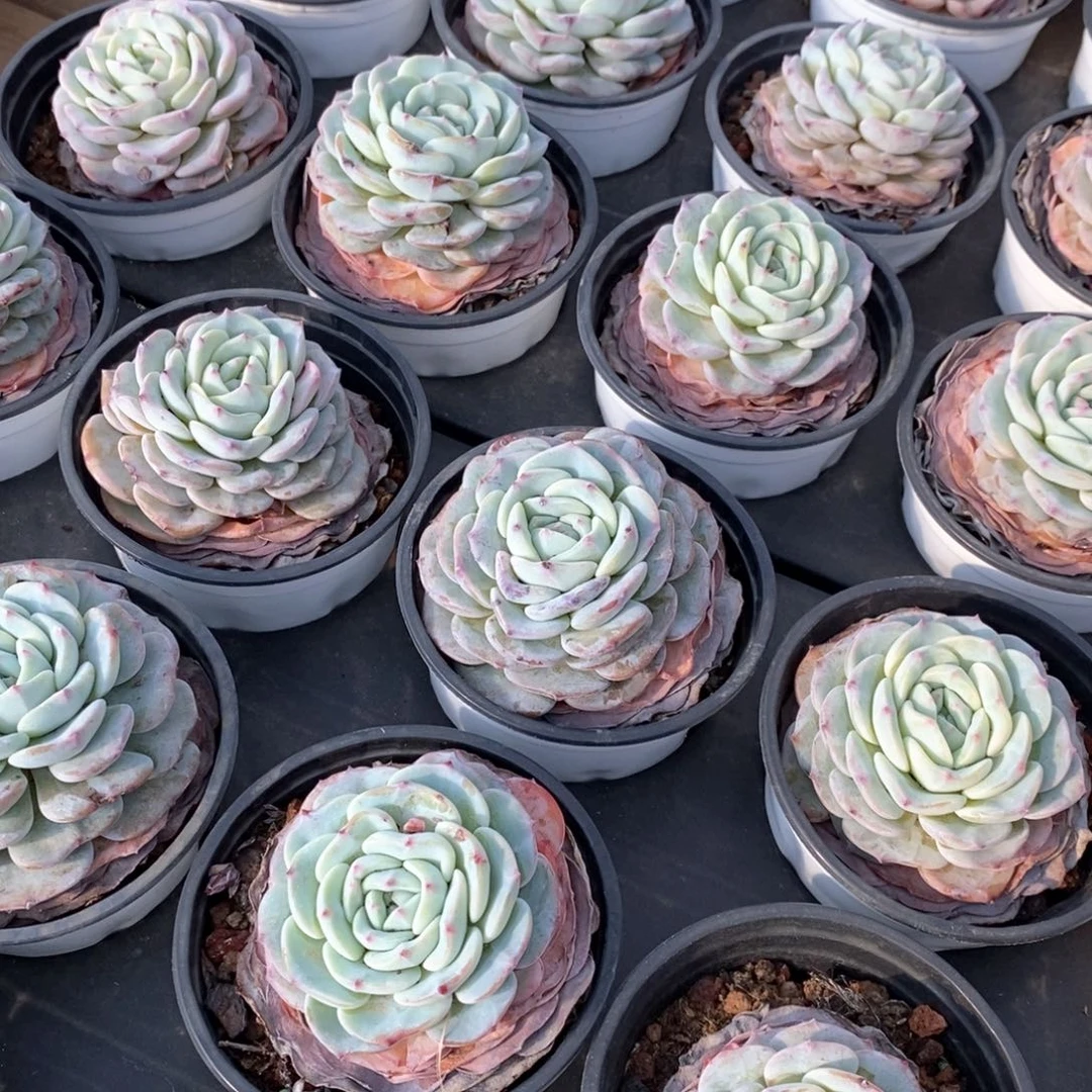 97勃朗峰单头 福利多多