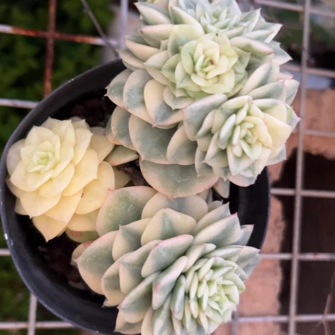 新疆西藏内蒙不包邮，蜡牡丹锦