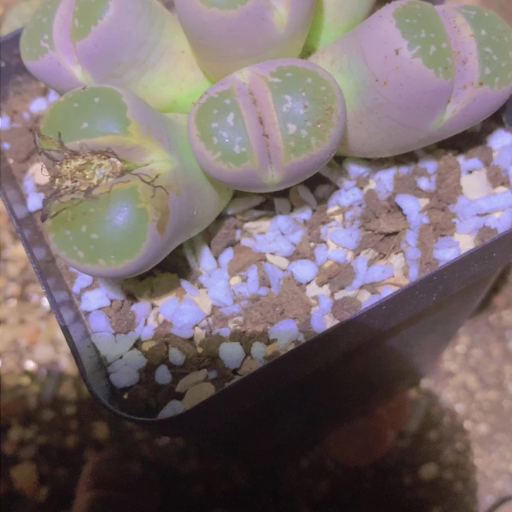 145588855998888888588566