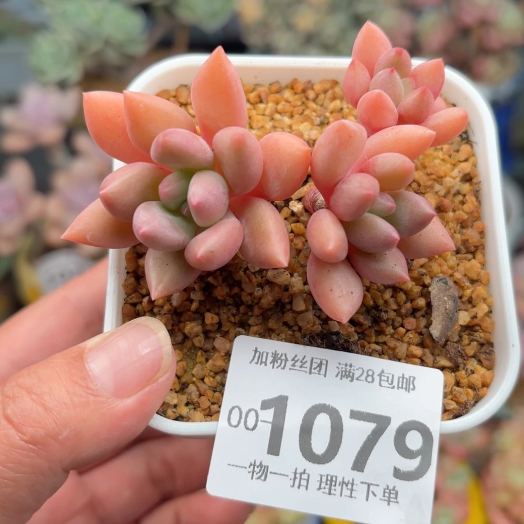 桃花源三头多肉多肉