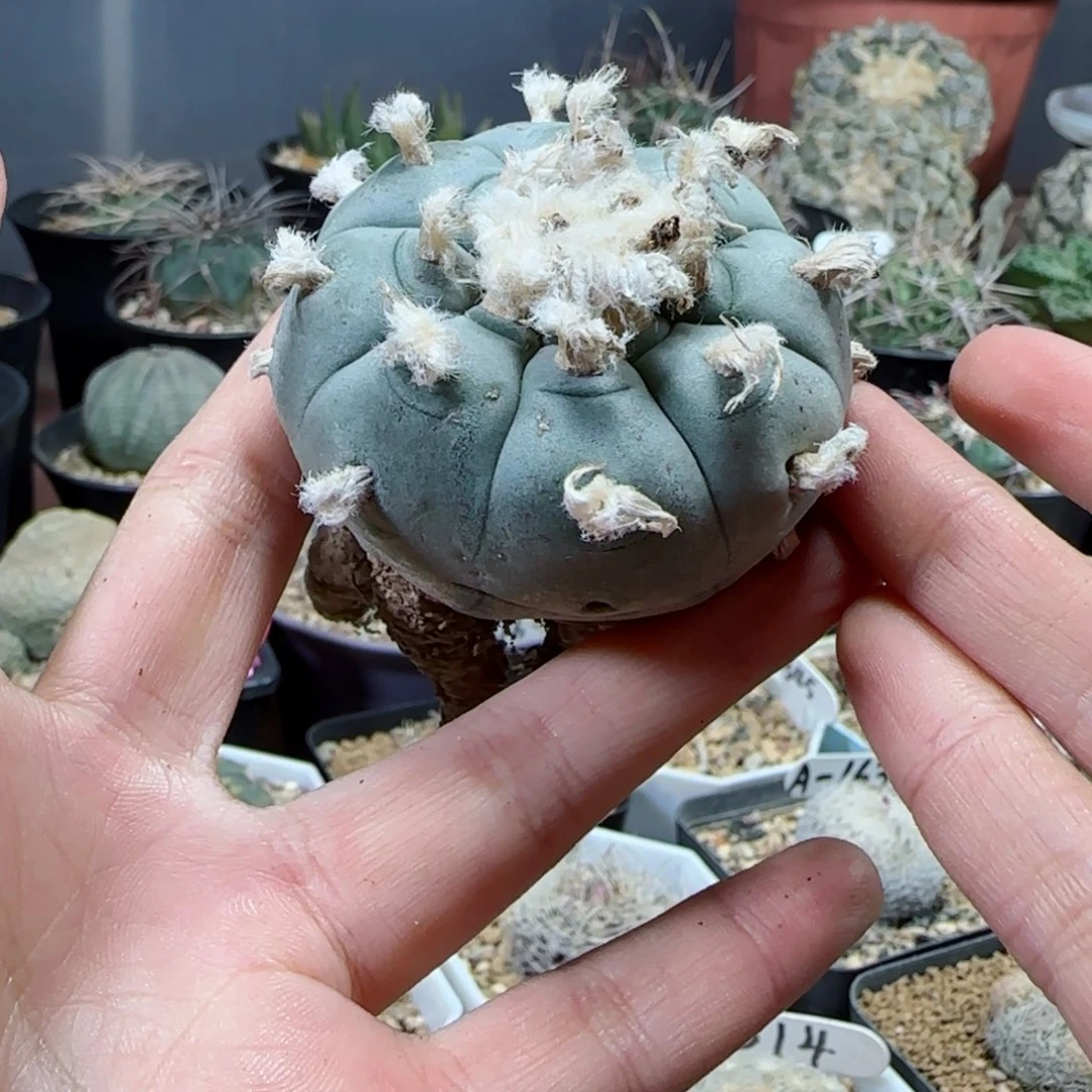 实生草球多肉5厘米