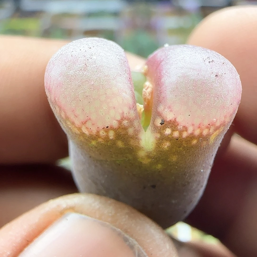 大年初三快乐23277