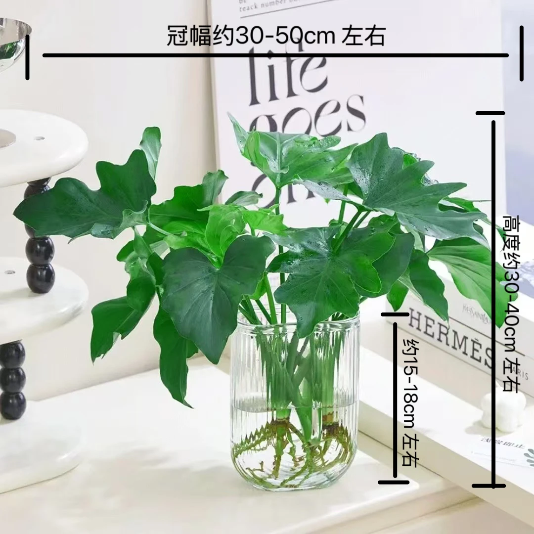 U型玻璃瓶春雨两株苗30-40cm水培室内好养颜值高