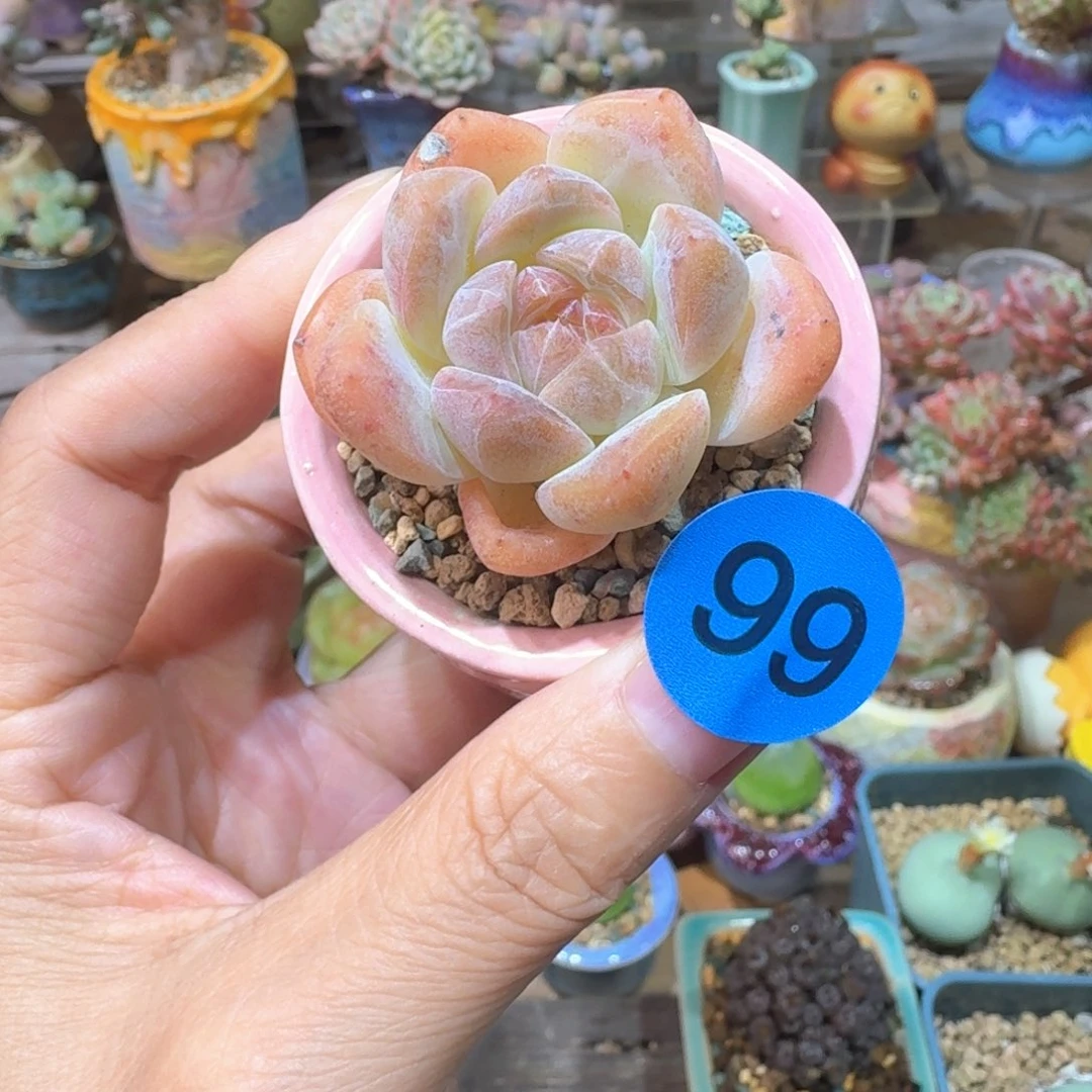 99 多肉含盆土30元包邮➗偏远