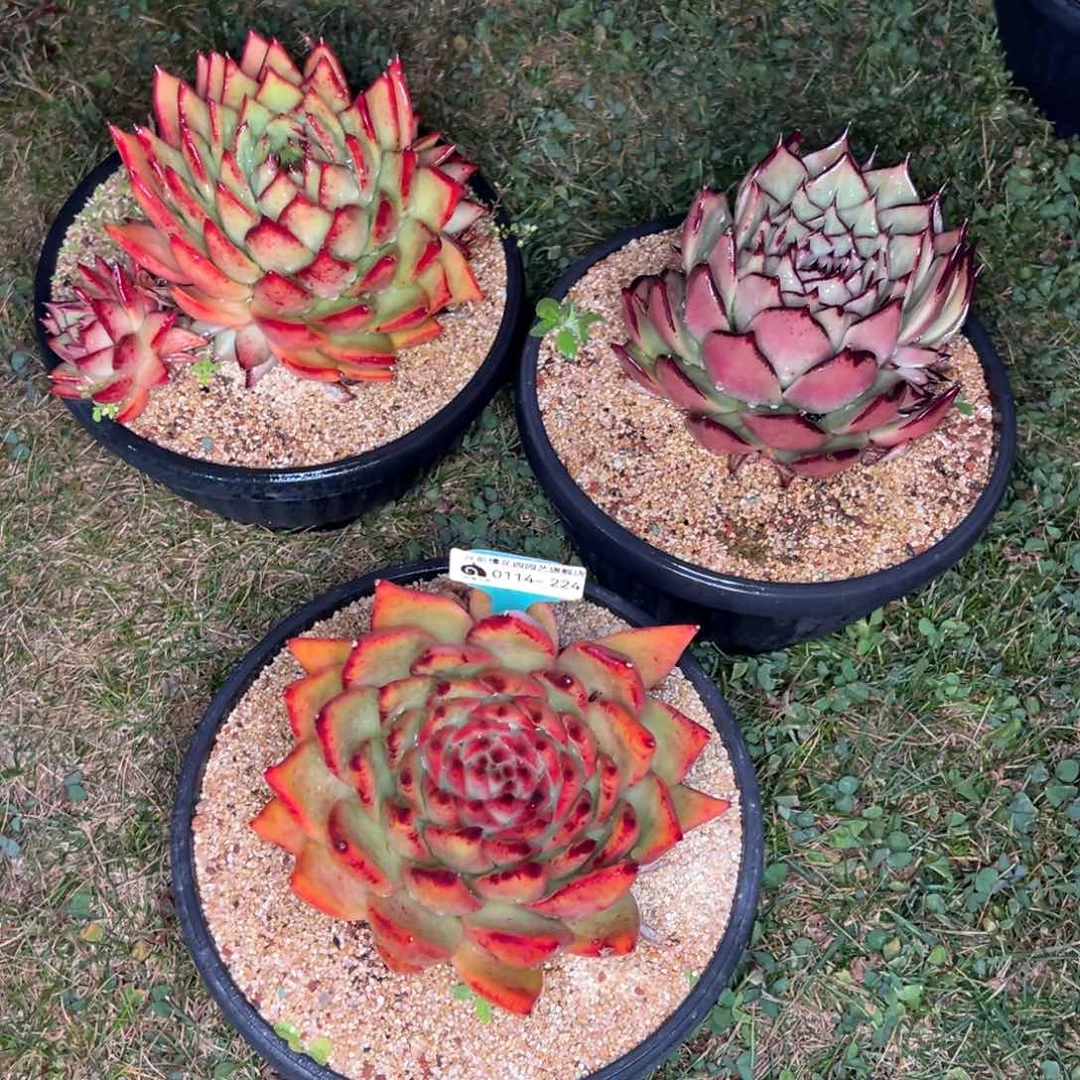 从前慢多肉精选编号0114.224