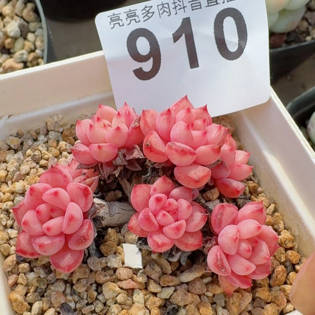 橘子纱         多肉植物